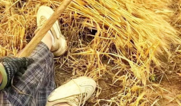 割麦子视频,汗水与收获的交响曲