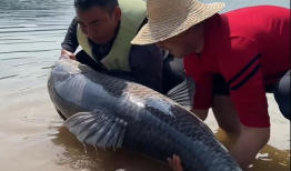 怎么钓青鱼视频大全,视频大全精华汇总